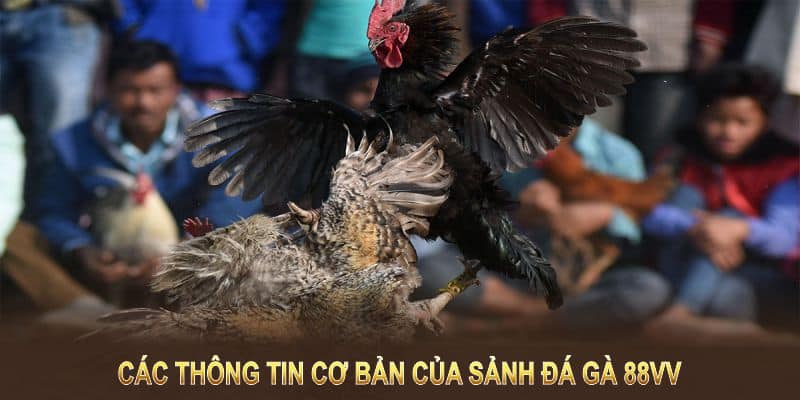 Các thông tin cơ bản của sảnh đá gà 88VV