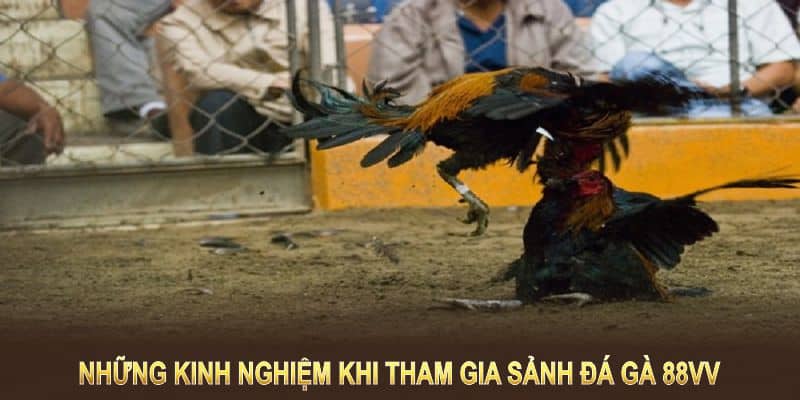 Những kinh nghiệm khi tham gia sảnh đá gà 88VV